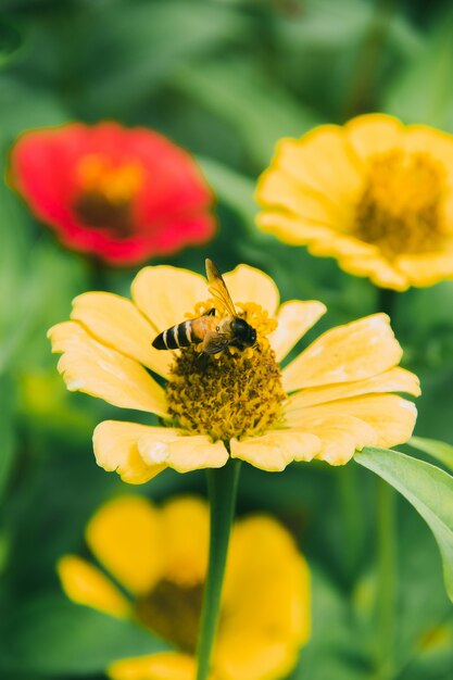 Le api sono sulla Zinnia gialla, la Zinnia è una pianta ornamentale molto popolare.