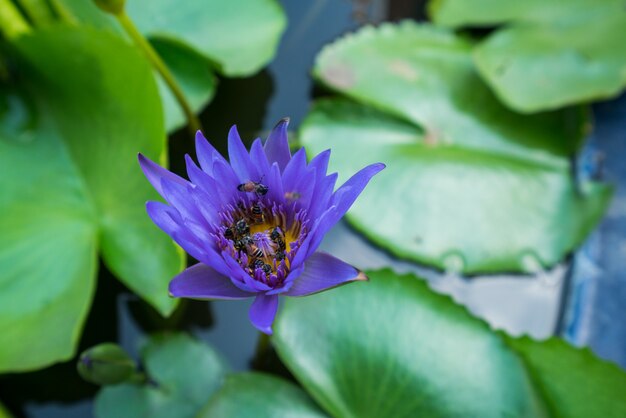 Le api stanno cercando di mantenere il polline di nettare dal fiore di giglio d'acqua di loto.