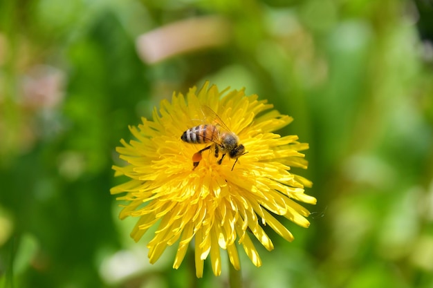 Le api sui fiori del tarassaco