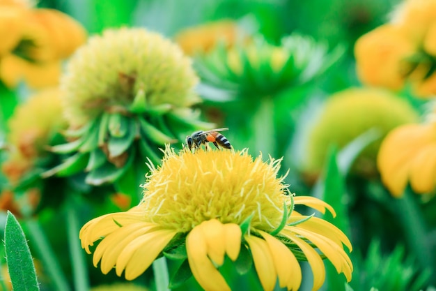 Le api sui fiori gialli in natura stanno fiorendo.