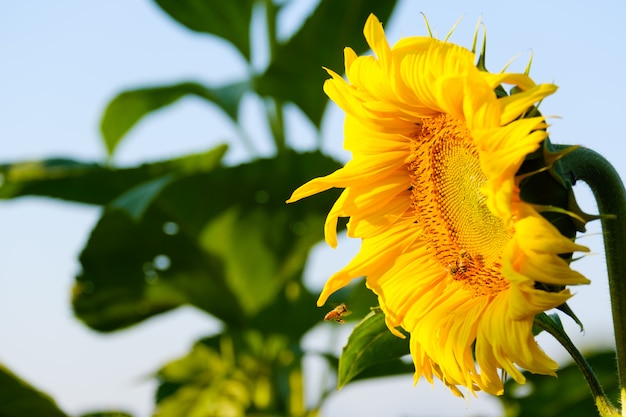 Le api trovano il nettare dal girasole