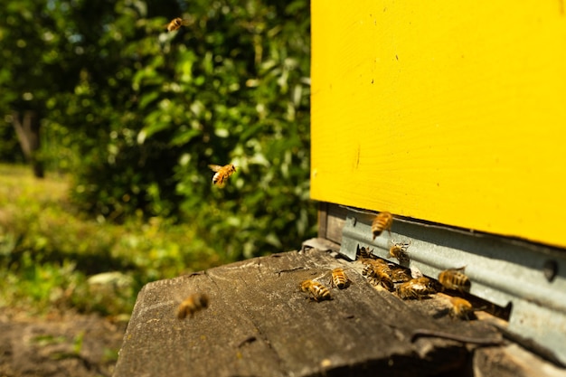 Le api volano all'alveare e trasportano il polline una dopo l'altra nelle giornate estive