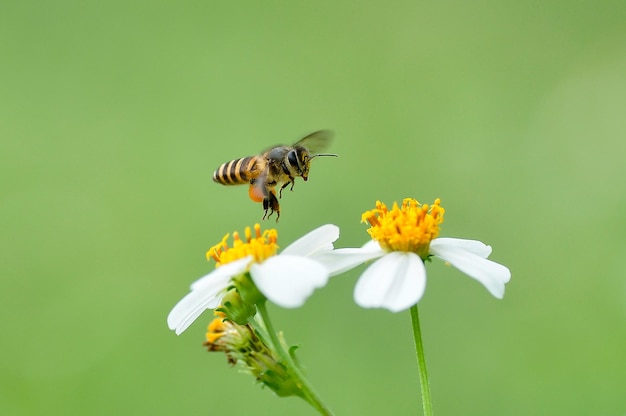 le api volano sui fiori in cerca di miele.