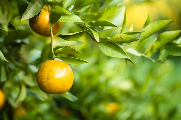 Le arance mature sui rami hanno foglie verdi Arancio in fattoria con spazio di copia