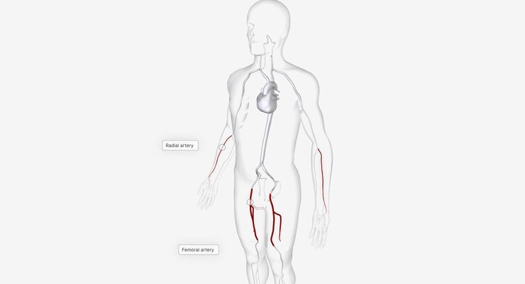 Foto le arterie per l'inserimento del catetere