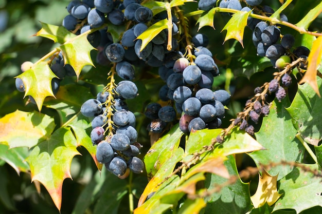 Le bacche blu di mahonia su un cespuglio