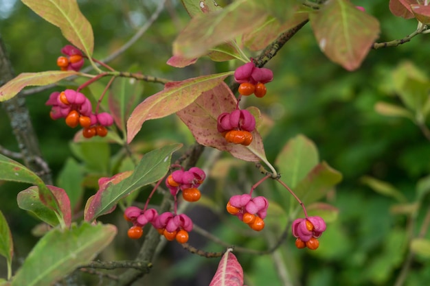 Le bacche del fuso europeo, Euonymus europaeus, sono un arbusto deciduo o un piccolo albero. Originario delle foreste d'Europa