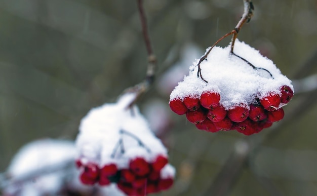 Le bacche della cenere di montagna rossa sui rami sono cosparse di neve bianca