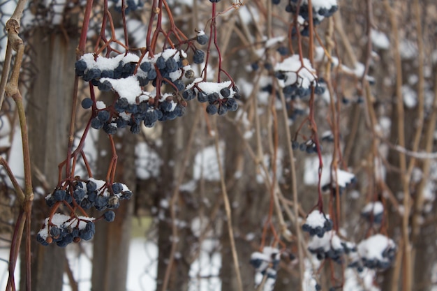 Le bacche della fanciulla prendono il sotto la neve, la vite congelata all&#39;aperto