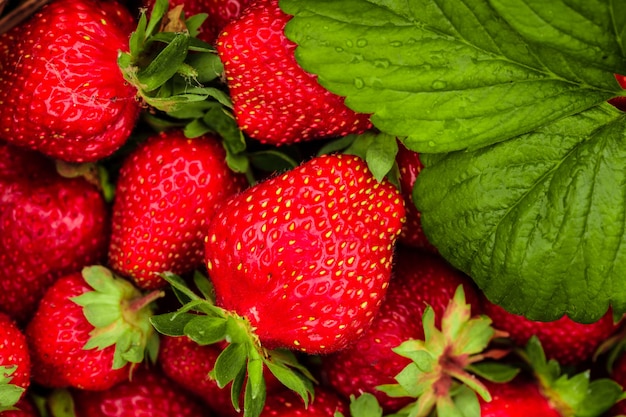 Le bacche di fragola si chiudono come sfondo