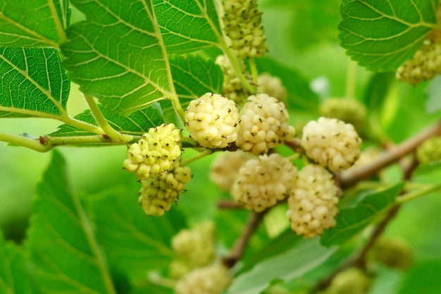 Le bacche di mirtillo Morus nigra maturano su un ramo di albero Focalizzazione selettiva