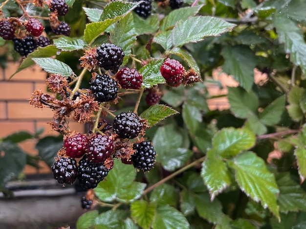 Le bacche di mora nera maturano su un ramo nel giardino