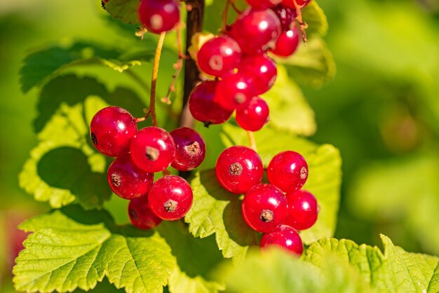 Le bacche di ribes rosso maturano sul ramo in giardino nella stagione calda in estate