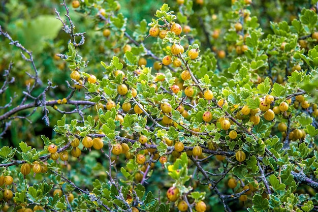 Le bacche mature dell'uva spina maturano sui cespugli nel giardino