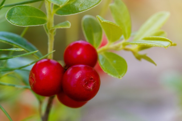 Le bacche mature e fresche di mirtilli rossi (mirtillo rosso, mirtillo rosso o mirtillo rosso) nella foresta. Foto macro. Natura nella stagione estiva.