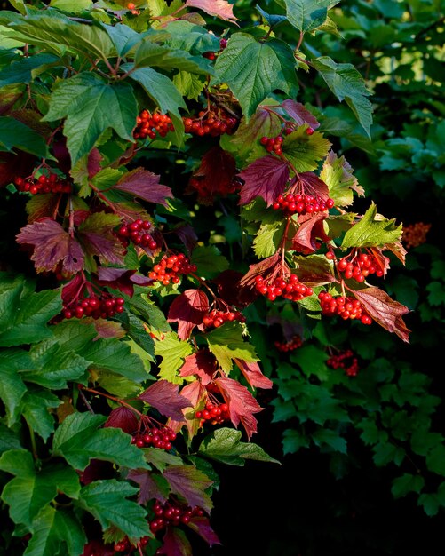 Le bacche rosse della rosa di viburno (Viburnum opulus) maturano sul ramo del cespuglio