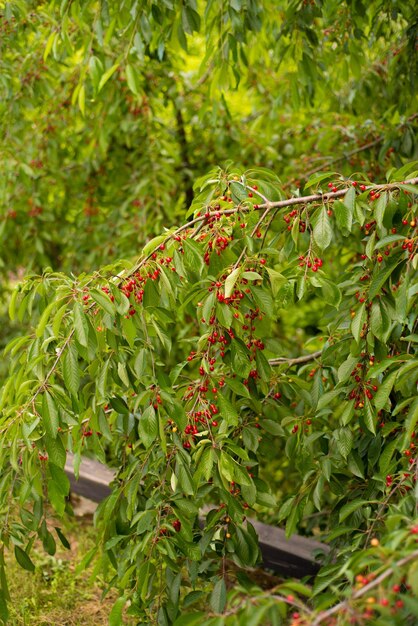 Le bacche rosse su questo albero provengono dall'albero del giardino.