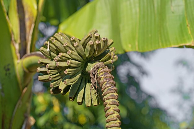 Le banane maturano su una palma Mazzo di banane sull'albero