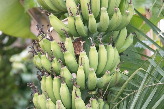 Le banane verdi crescono sul palmo dopo la pioggia