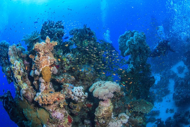 Le barriere coralline del Mar Rosso.