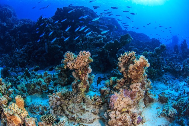 Le barriere coralline del Mar Rosso.