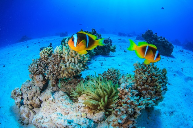 Le barriere coralline del Mar Rosso.