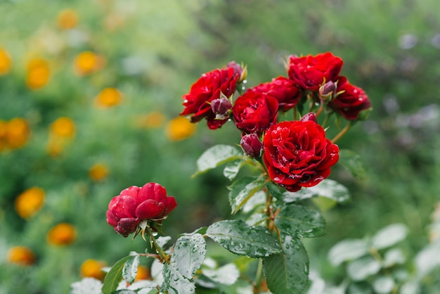 Le belle rose rosse dei fiori crescono nel giardino