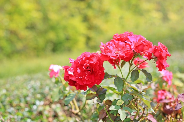 Le belle rose rosse fioriscono nel giardino.