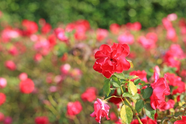 Le belle rose rosse fioriscono nel giardino.