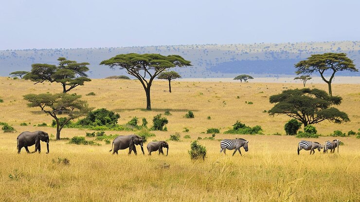 Foto le bellissime pianure africane