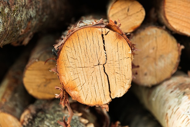 Le betulle del registro giacciono in un mucchio. fetta di tronco d'albero. Foto di alta qualità