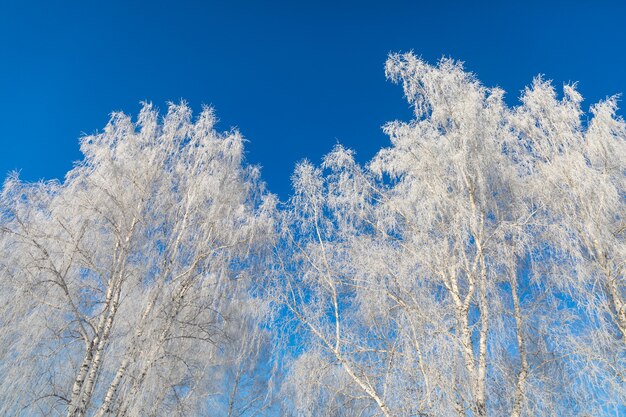 Le betulle sono ricoperte di brina e neve contro un cielo blu. Inverno gelido paesaggio in Siberia, Russia