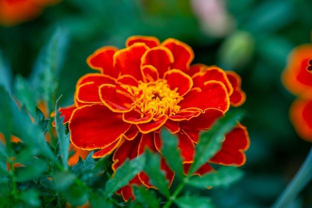 Le calendule arancioni fioriscono su uno sfondo verde in una macrofotografia di una giornata di sole estivo