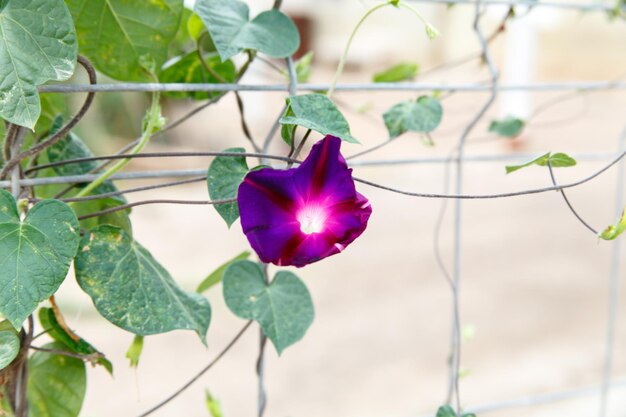 Le campane viola crescono su un lungo ramo del recinto
