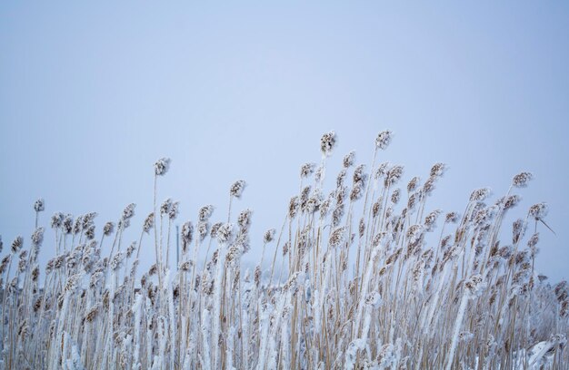 Le canne che scorrono nel vento in una giornata invernale