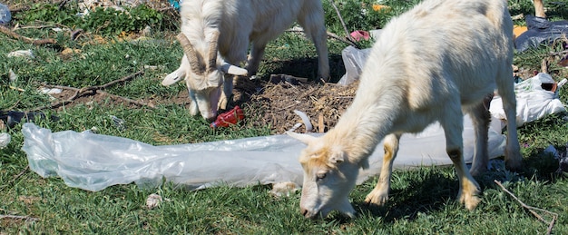 Le capre mangiano i rifiuti di plastica Gli animali da catastrofe ecologica muoiono a causa dei rifiuti di plastica