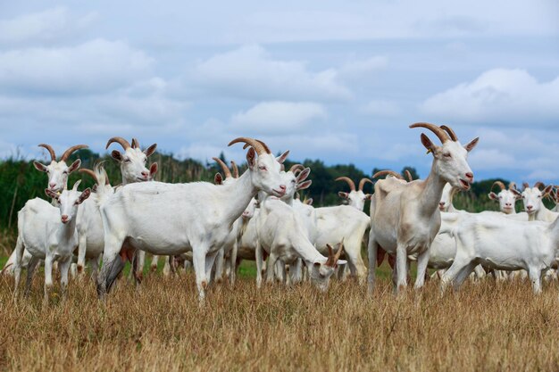 Le capre pascolano sul campo