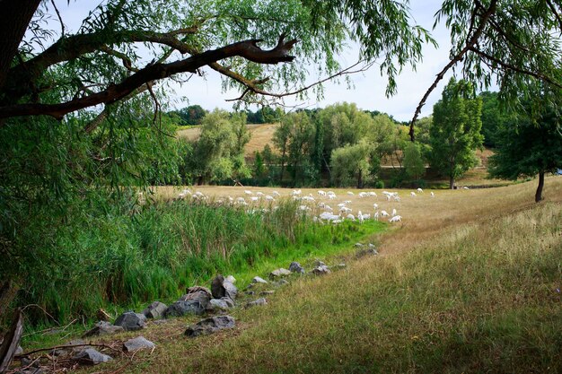 Le capre pascolano sul campo