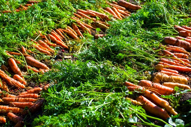 Le carote appena scavate giacciono in file sull'ogrod degli agricoltori