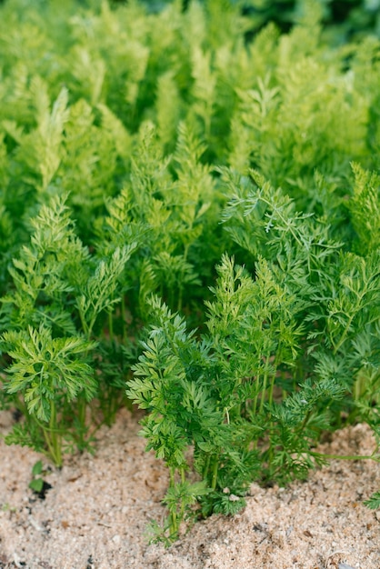 Le carote crescono in estate nel giardino La vegetazione cresce nel terreno coperto di segatura