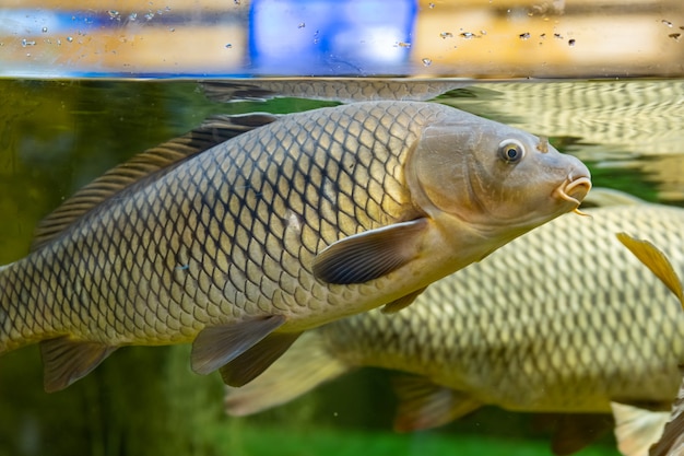 Le carpe di pesce. Pesce soddisfatto sotto controllo umano. Aiuto per animali in via di estinzione. Il primo piano.