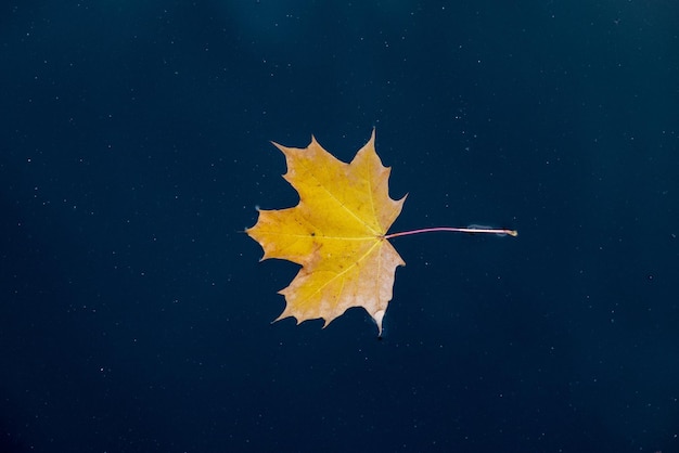 Le case d'acqua del lago d'autunno lasciano il giallo