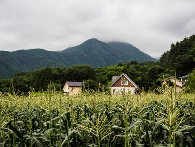 le case nel campo di grano sulla montagna con il cielo