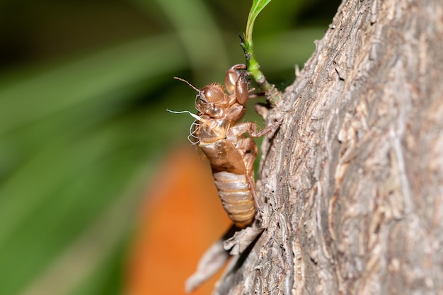 Le cicale muoiono sugli alberi in una natura meravigliosa Tecniche di macrofotografia