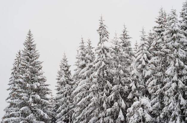 Le cime degli abeti innevati nella foresta