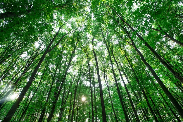 Le cime degli alberi della foresta. natura verde