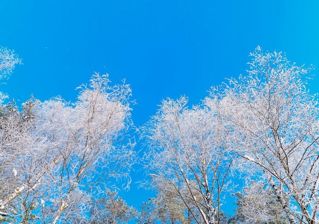 Le cime degli alberi di betulla nel gelo contro il cielo blu in una giornata di sole.Regione di Leningrado.