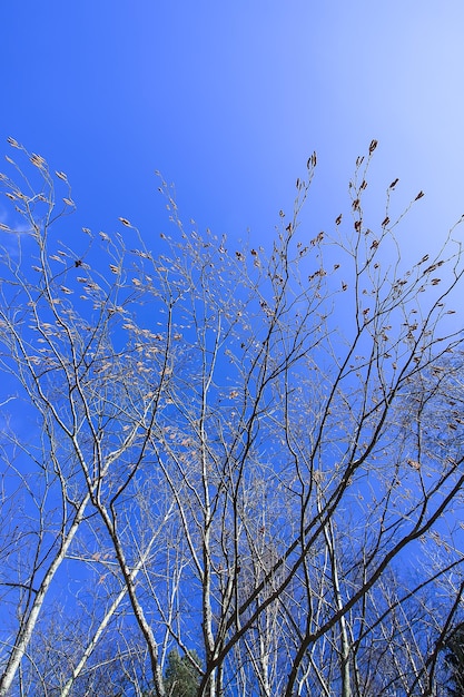 Le cime degli alberi nella foresta sullo sfondo del cielo azzurro nel giorno di primavera