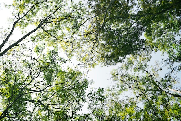 Le cime degli alberi nella foresta