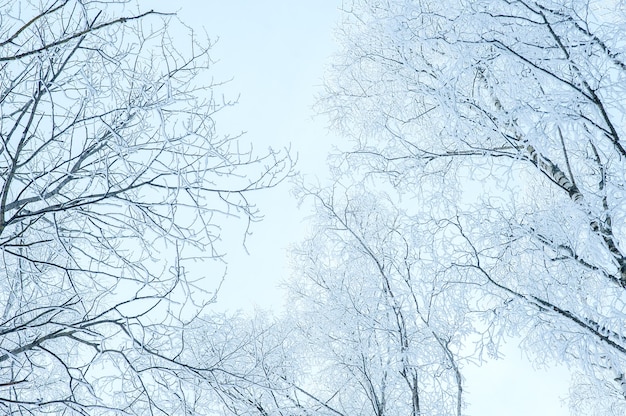 Le cime degli alberi nella neve e nel gelo. Giornata gelida.